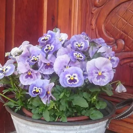 Letnia Jacuzzi & Sauna