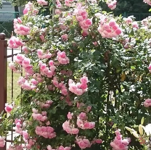 Letnia Jacuzzi & Sauna